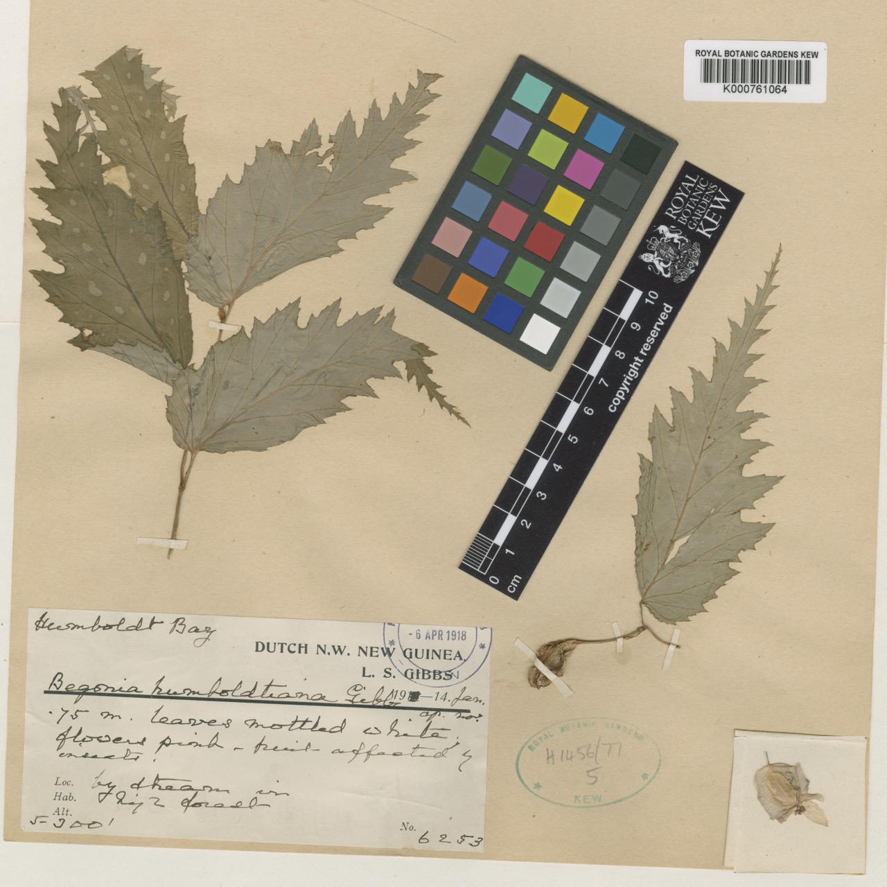 B. humboldtiana